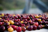 Guatemalan Huehuetenango E/P
