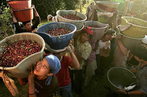 Honduras SHG